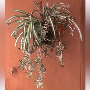 Spider plant wall planter